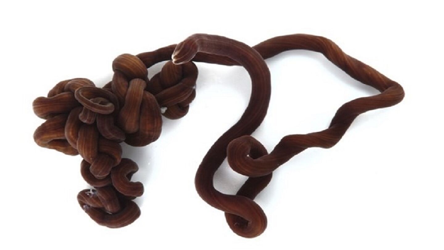Gusano cord&oacute;n de bota