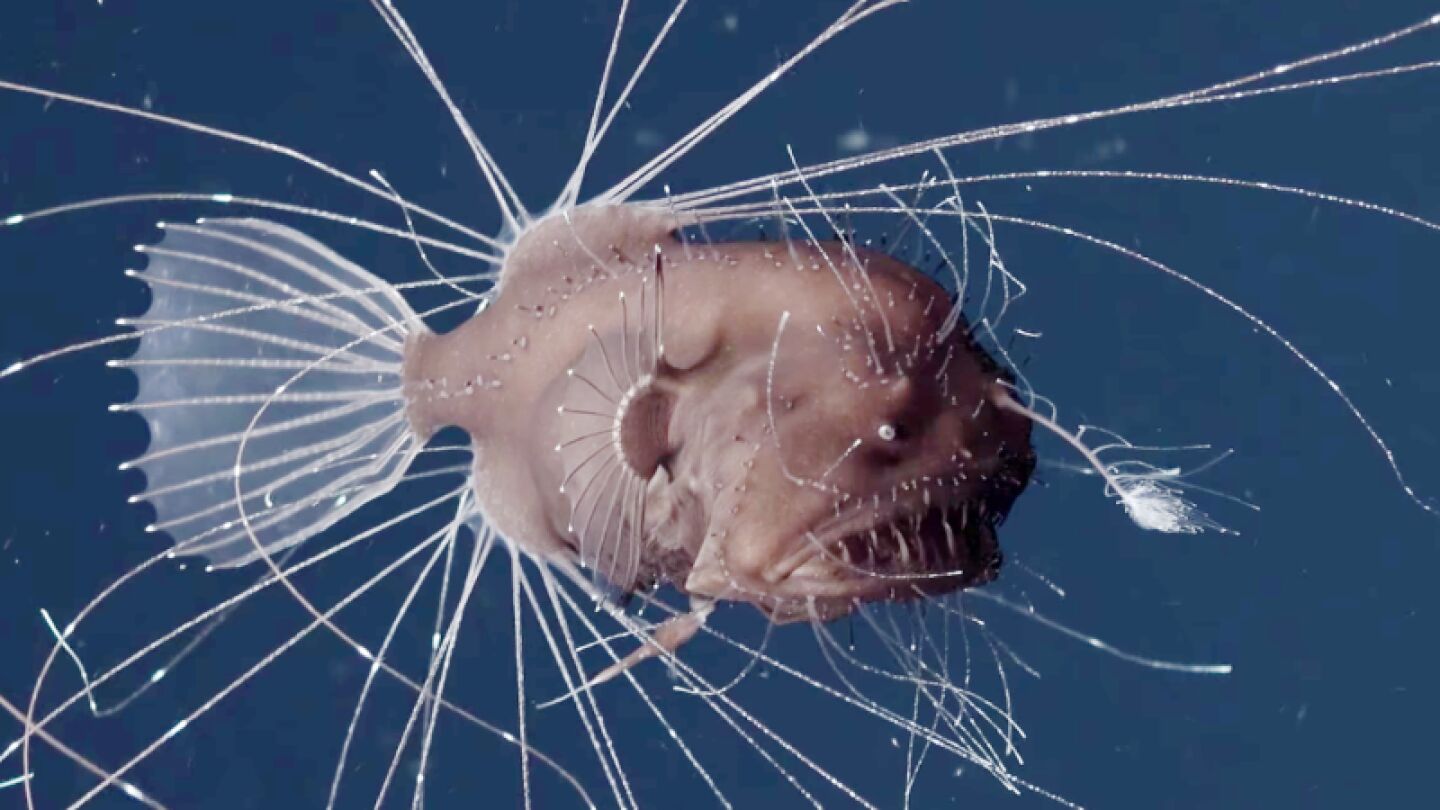 Se obtienen por primera vez las impresionantes im&aacute;genes del apareamiento de una especie marina que vive en las profundidades del oc&eacute;ano