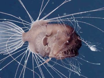 Se obtienen por primera vez las impresionantes imágenes del apareamiento de una especie marina que vive en las profundidades del océano Se obtienen por primera vez las impresionantes imágenes del apareamiento de una especie marina que vive en las profundidades del océano