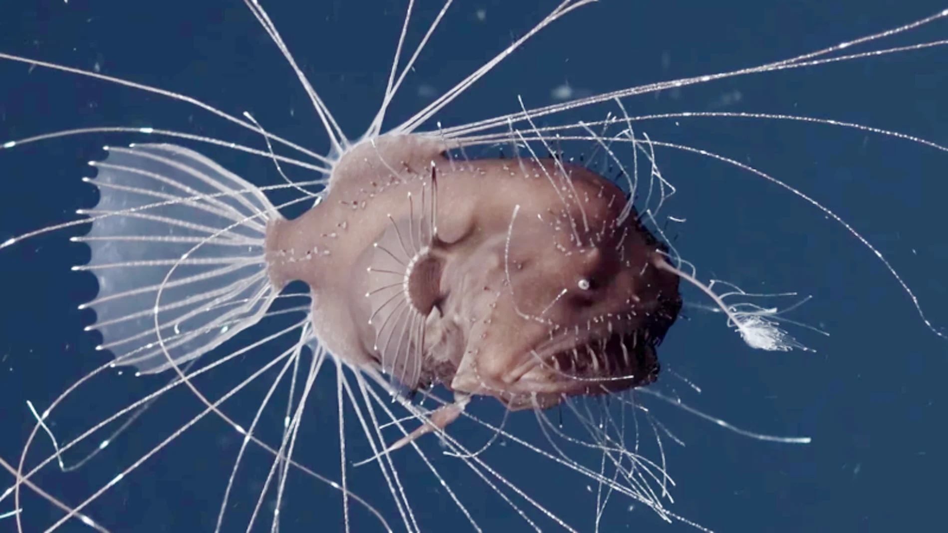 Se obtienen por primera vez las impresionantes imágenes del apareamiento de una especie marina que vive en las profundidades del océano