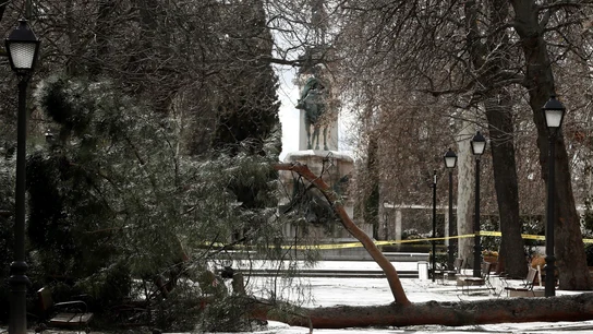 El árbol caído que ha causado la muerte del niño El árbol caído que ha causado la muerte del niño
