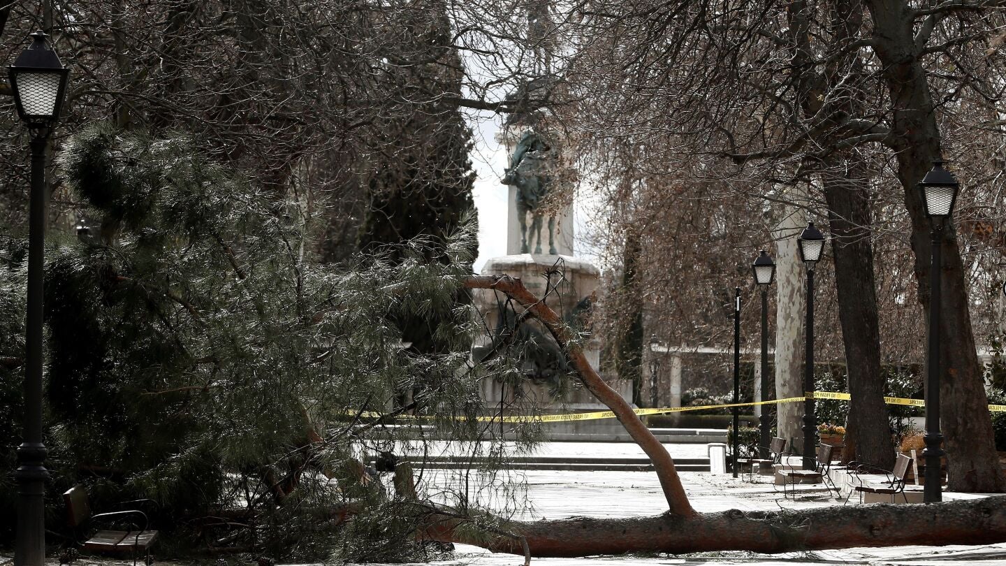 El &aacute;rbol ca&iacute;do que ha causado la muerte del ni&ntilde;o