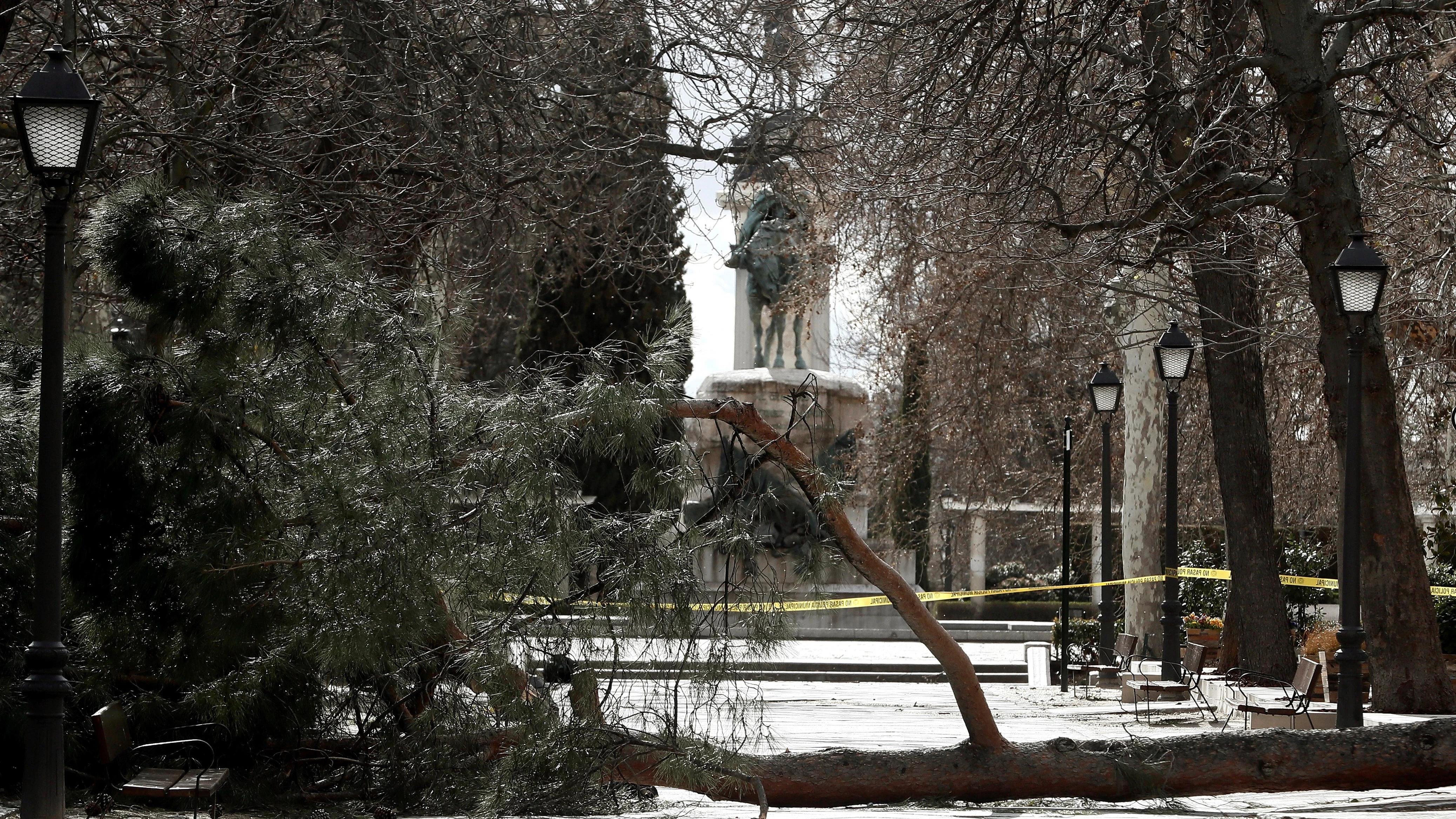 El árbol caído que ha causado la muerte del niño