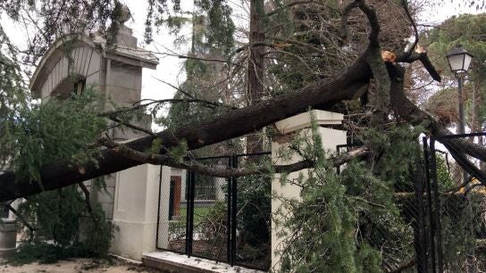 Vista del lugar en el que un ni&ntilde;o de 4 a&ntilde;os ha muerto tras caerle un &aacute;rbol encima