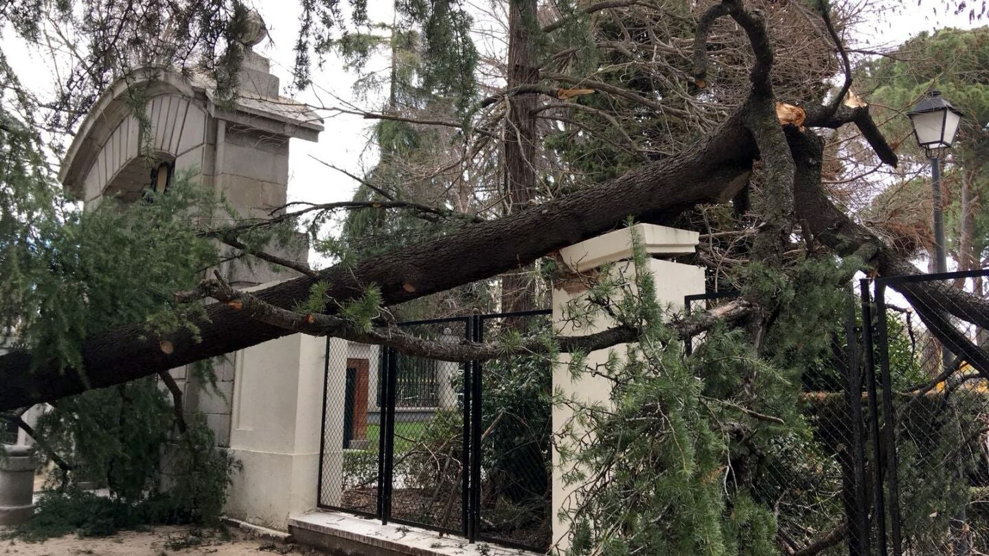 Vista del lugar en el que un ni&ntilde;o de 4 a&ntilde;os ha muerto tras caerle un &aacute;rbol encima