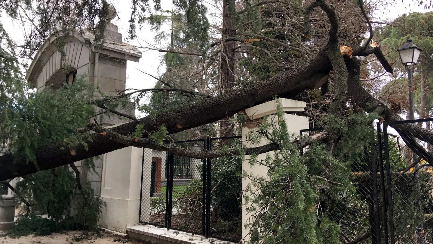 Vista del lugar en el que un niño de 4 años ha muerto tras caerle un árbol encima Vista del lugar en el que un niño de 4 años ha muerto tras caerle un árbol encima
