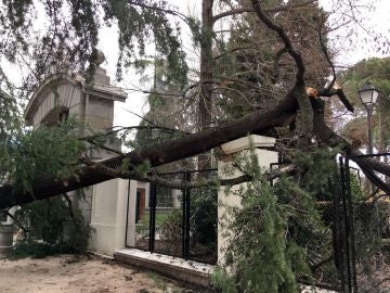 Vista del lugar en el que un niño de 4 años ha muerto tras caerle un árbol encima Vista del lugar en el que un niño de 4 años ha muerto tras caerle un árbol encima