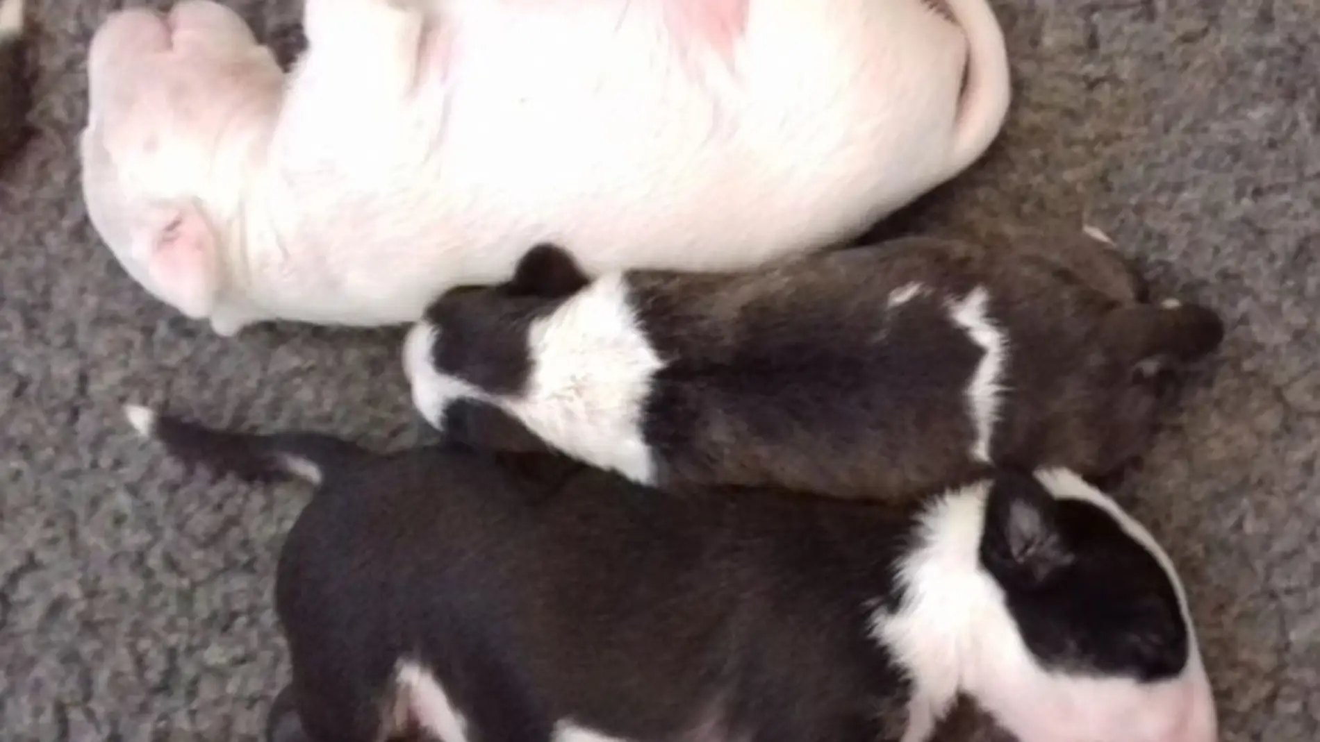 Una mutacion mata a los bull terriers afectados por una enfermedad de la piel