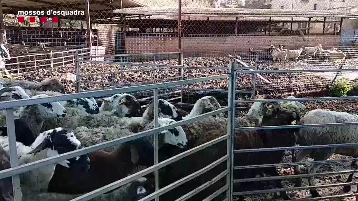 Un rebaño de ovejas y cabras