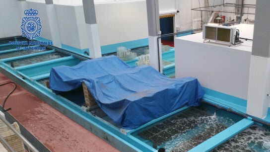 Inmovilizadas 10 toneladas almejas jap&oacute;nicas introducidas ilegalmente Espa&ntilde;a