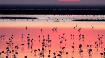Doñana