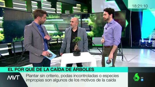 Plantar sin criterio, podas incontroladas, especies impropias&hellip; los motivos de la ca&iacute;da de los &aacute;rboles 