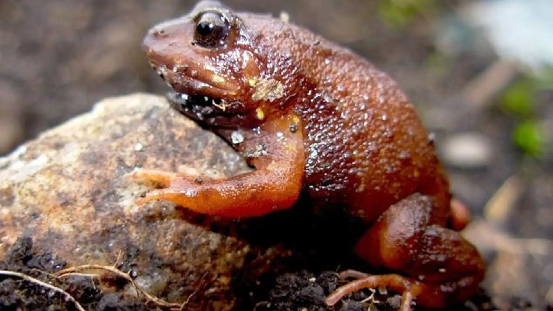 Las altitudes de los Andes desvelan un incesante numero de nuevas ranas