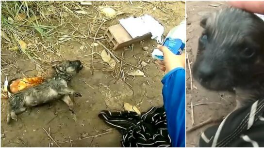 Un ciclista salva a un cachorro en Vietnam