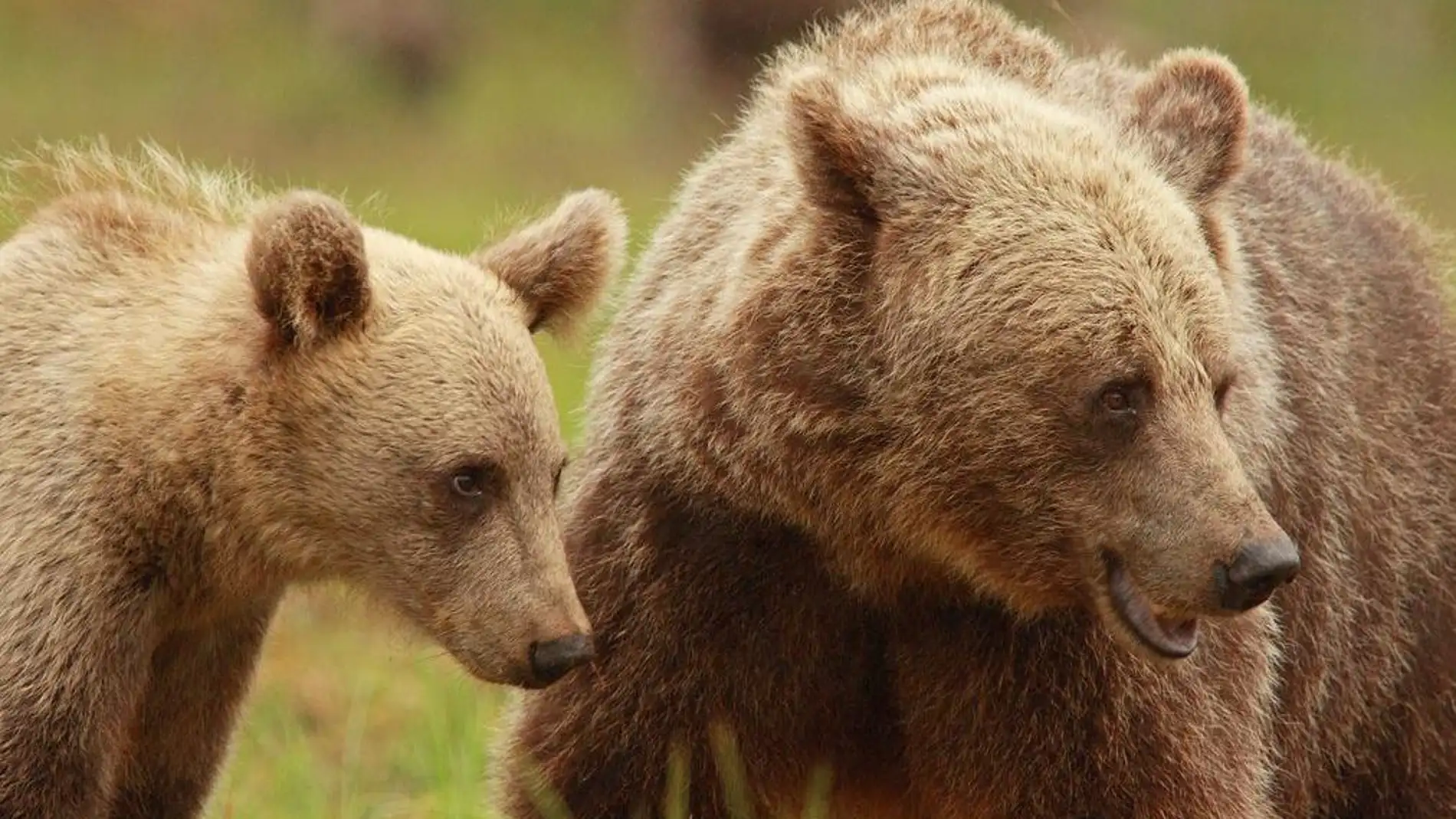 Las hembras de oso pardo alargan su maternidad debido a la caza