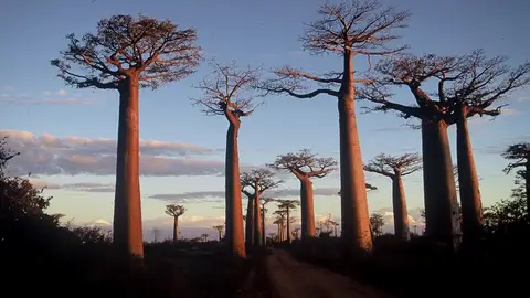 La verdadera Madagascar La verdadera Madagascar