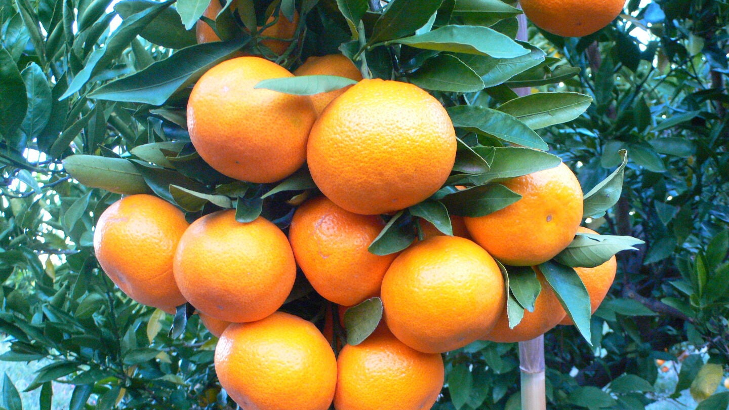 Mandarinas