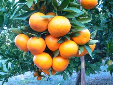 Mandarinas Mandarinas