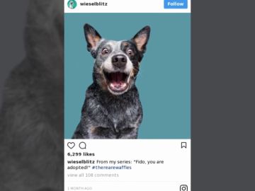 Esta fotógrafa retrata perros para demostrar que cada animal tiene una personalidad única Esta fotógrafa retrata perros para demostrar que cada animal tiene una personalidad única