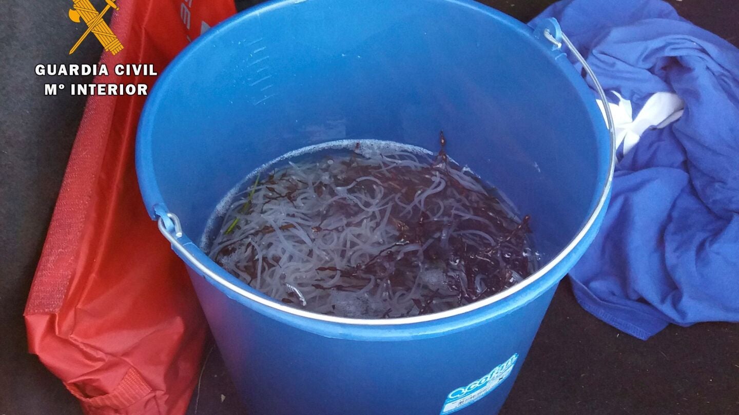 Angulas vivas encontradas durante la operaci&oacute;n contra la pesca furtiva
