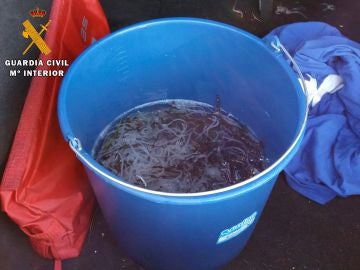 Angulas vivas encontradas durante la operación contra la pesca furtiva Angulas vivas encontradas durante la operación contra la pesca furtiva