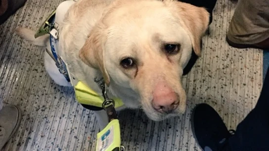 Kika, el perro guía que graba su día a día Kika, el perro guía que graba su día a día