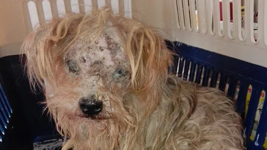 Perro rescatado en Málaga Perro rescatado en Málaga