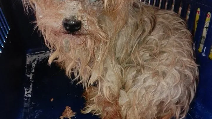Perro rescatado en Málaga Perro rescatado en Málaga