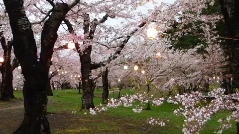 Cerezos en flor Cerezos en flor