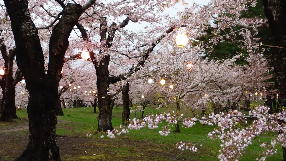 Cerezos en flor