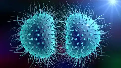 Bacteria 'neisseria gonorrhoeae', causante de la gonorrea Bacteria 'neisseria gonorrhoeae', causante de la gonorrea