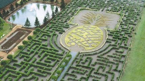 Plantación Dole.