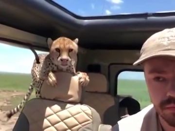 Un turista graba cómo un guepardo se cuela sen su coche en pleno safari Un turista graba cómo un guepardo se cuela sen su coche en pleno safari