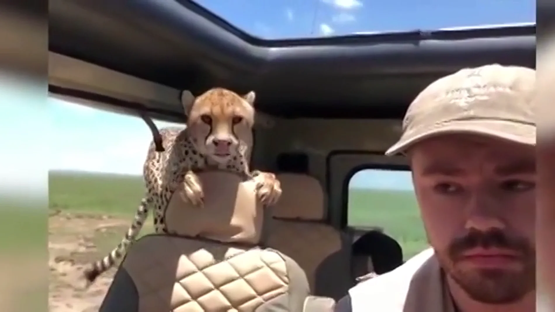 Un turista graba cómo un guepardo se cuela sen su   coche en pleno safari
