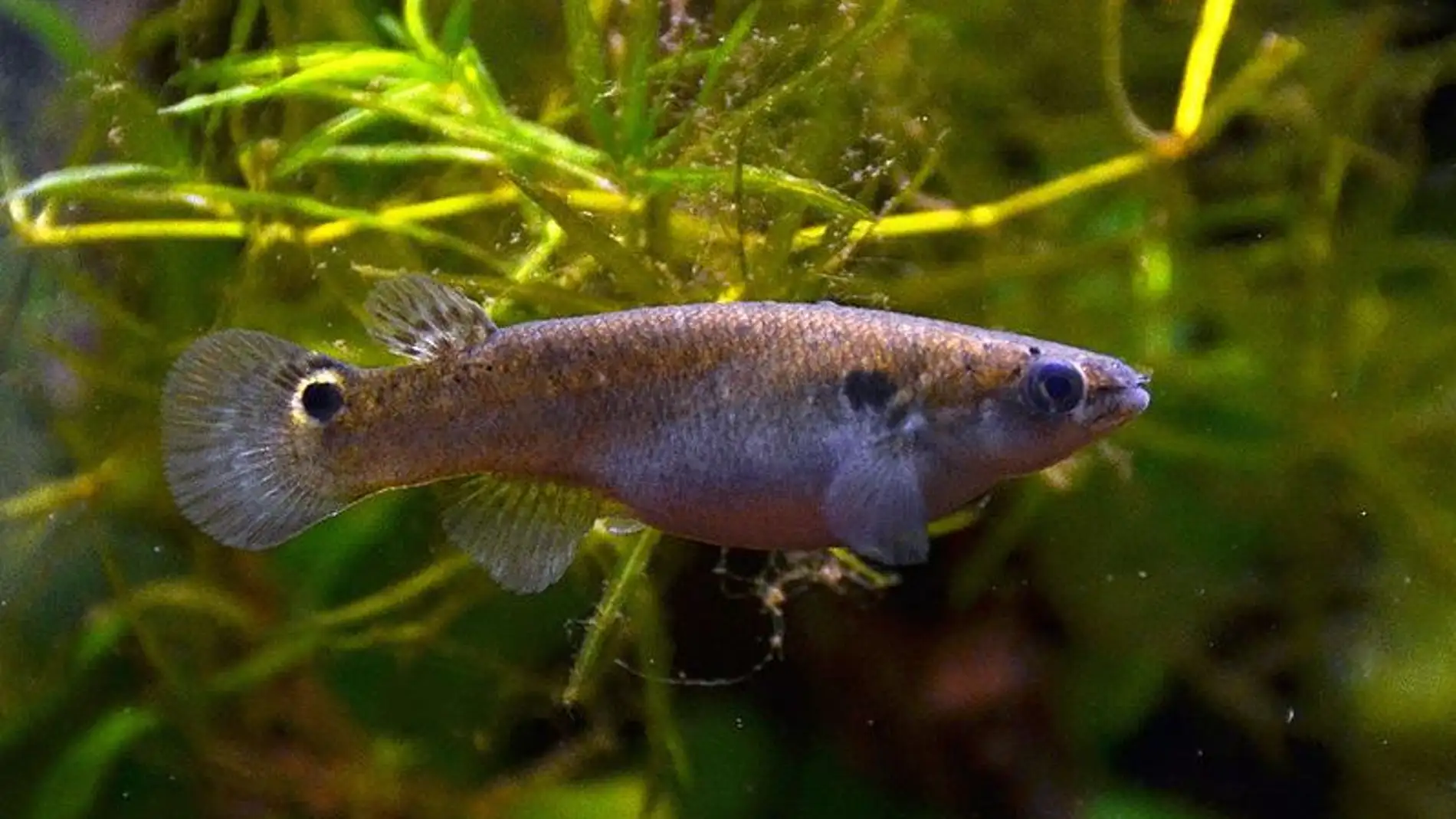 Al crecer los peces saltarines se impulsan hasta doce veces su tamano