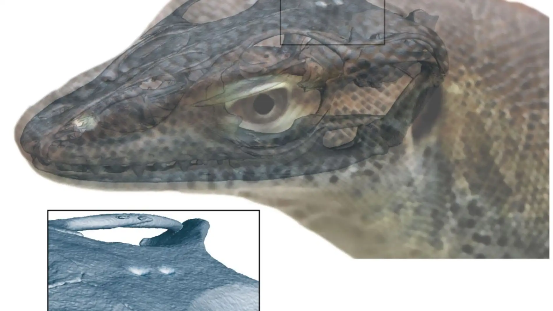 Hallan un lagarto extinto de cuatro ojos