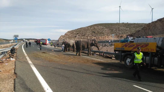 Un camión cargado de elefantes vuelca en la A-30 en Albacete Un camión cargado de elefantes vuelca en la A-30 en Albacete