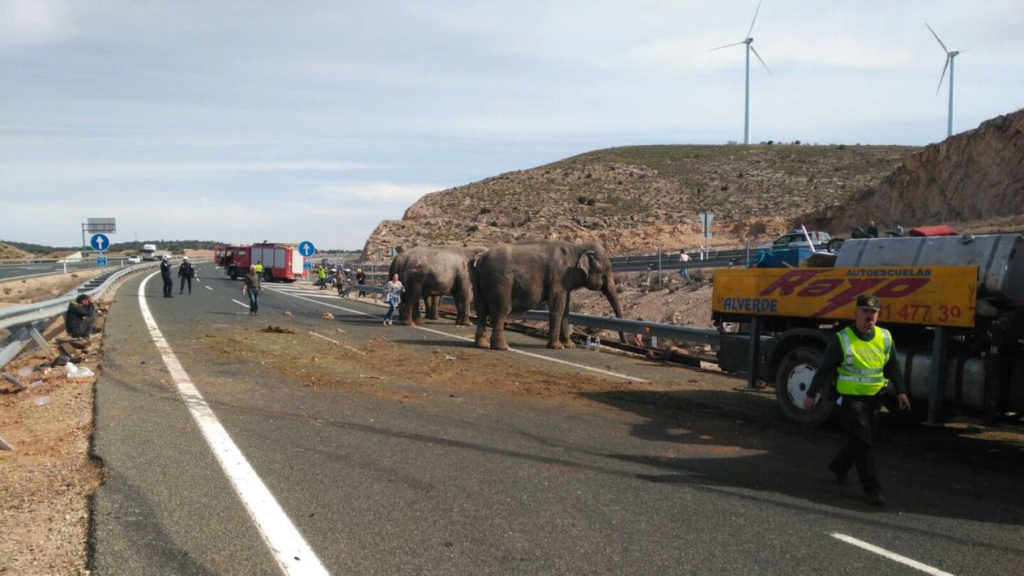 Un cami&oacute;n cargado de elefantes vuelca en la A-30 en Albacete