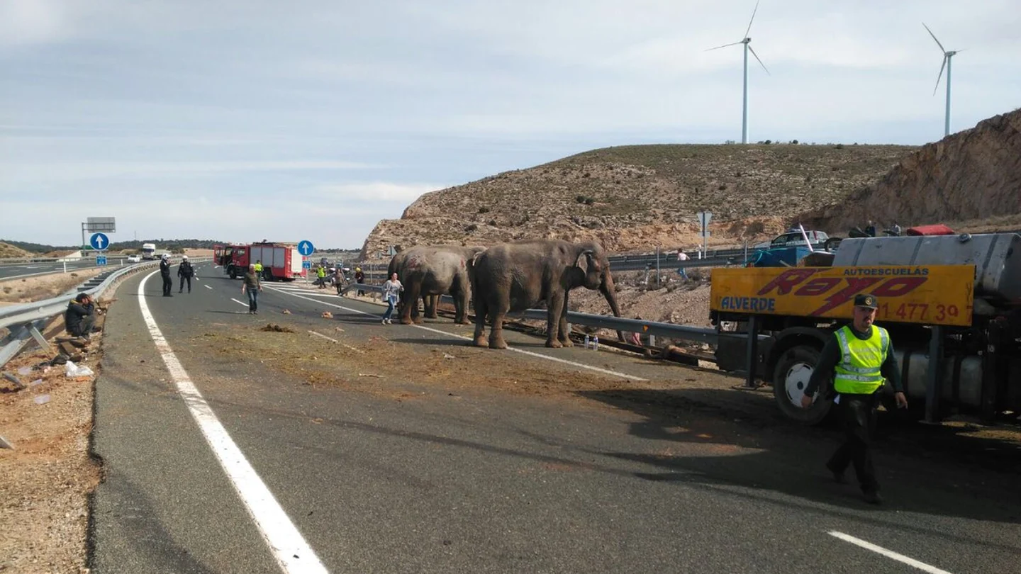 Un camión cargado de elefantes vuelca en la A-30 en Albacete Un camión cargado de elefantes vuelca en la A-30 en Albacete