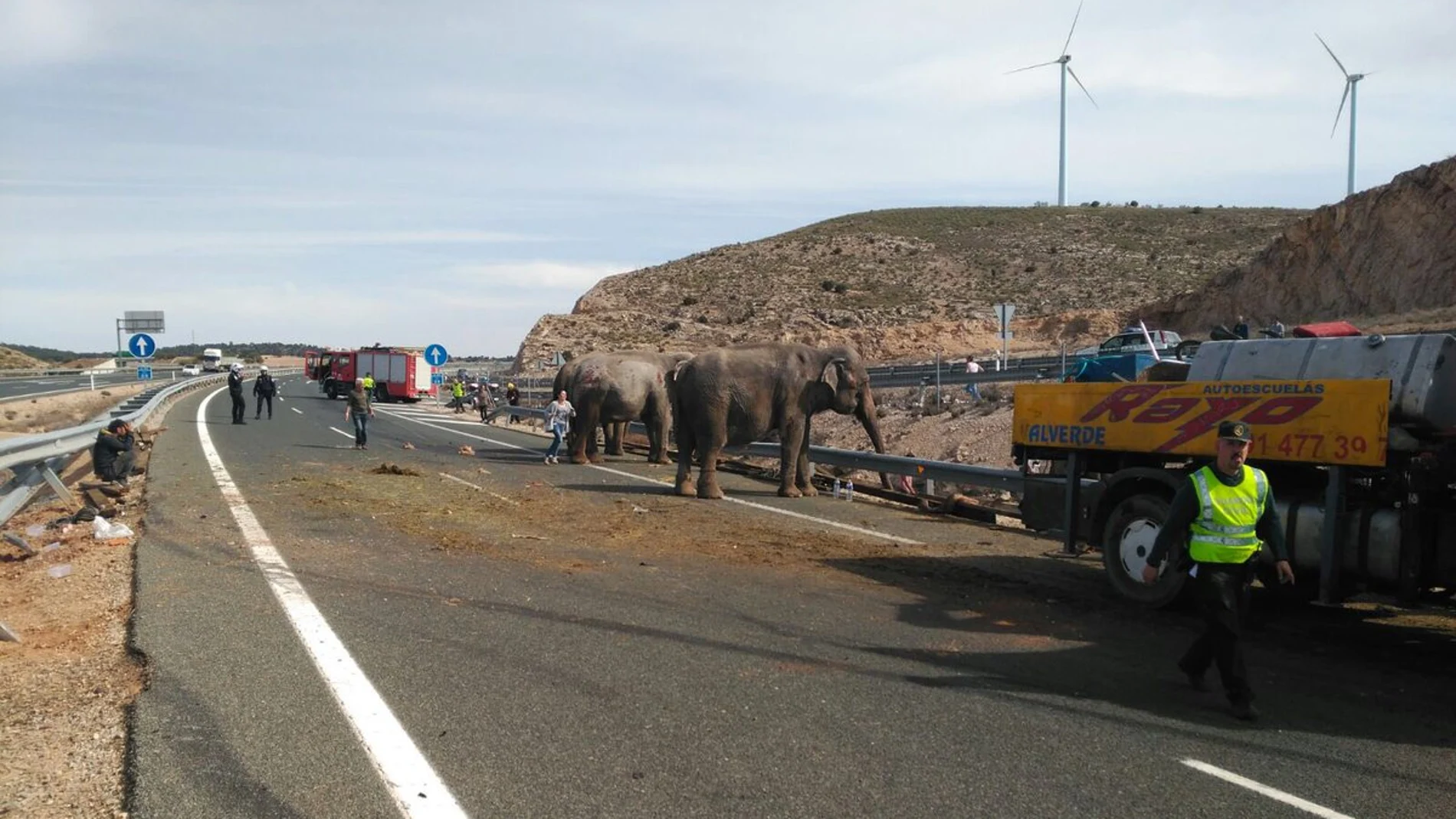 Un camión cargado de elefantes vuelca en la A-30 en Albacete