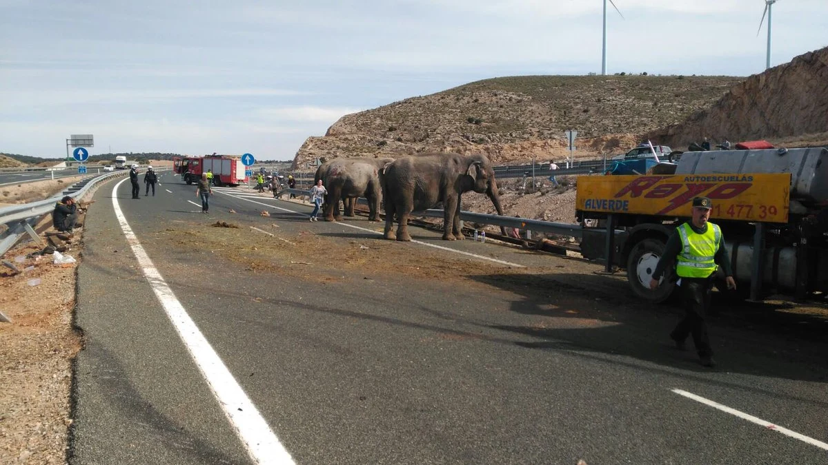 Un camión cargado de elefantes vuelca en la A-30 en Albacete