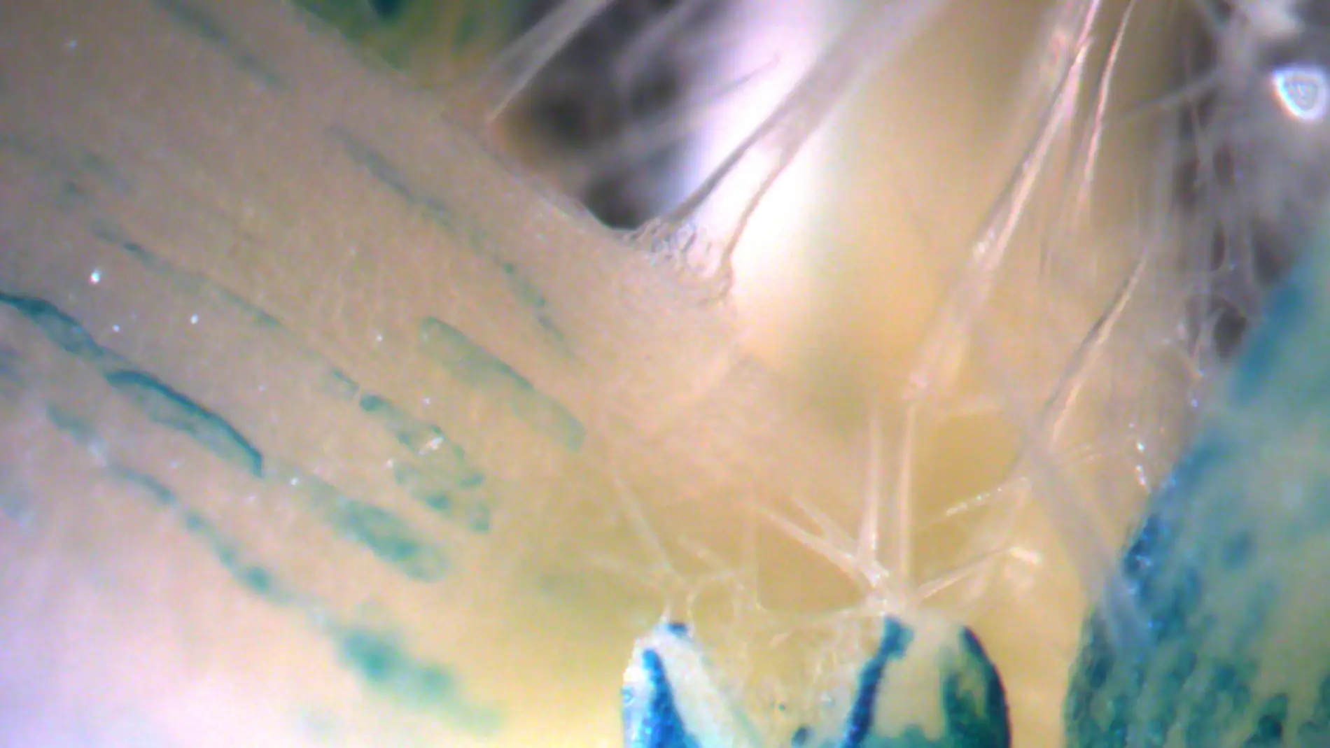 Una proteina controla la formacion de ramas en las plantas
