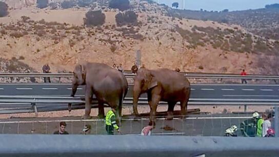 no de los elefantes que viajaban en el cami&oacute;n que ha volcado en la A-30