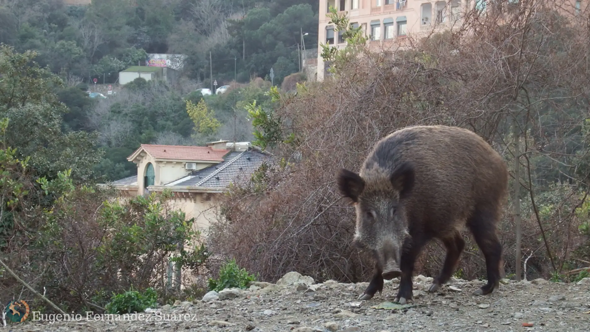 Los jabalíes asaltan la ciudad