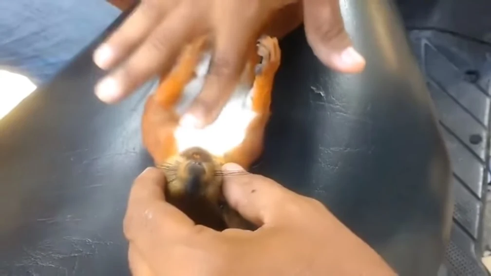 Ardilla reanimada Ardilla reanimada