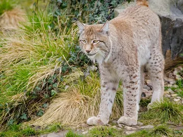 Lacuniacha Lacuniacha