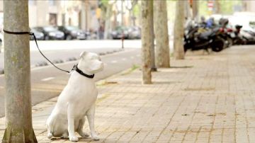 Una de las estatuas de un perro en Barcelona