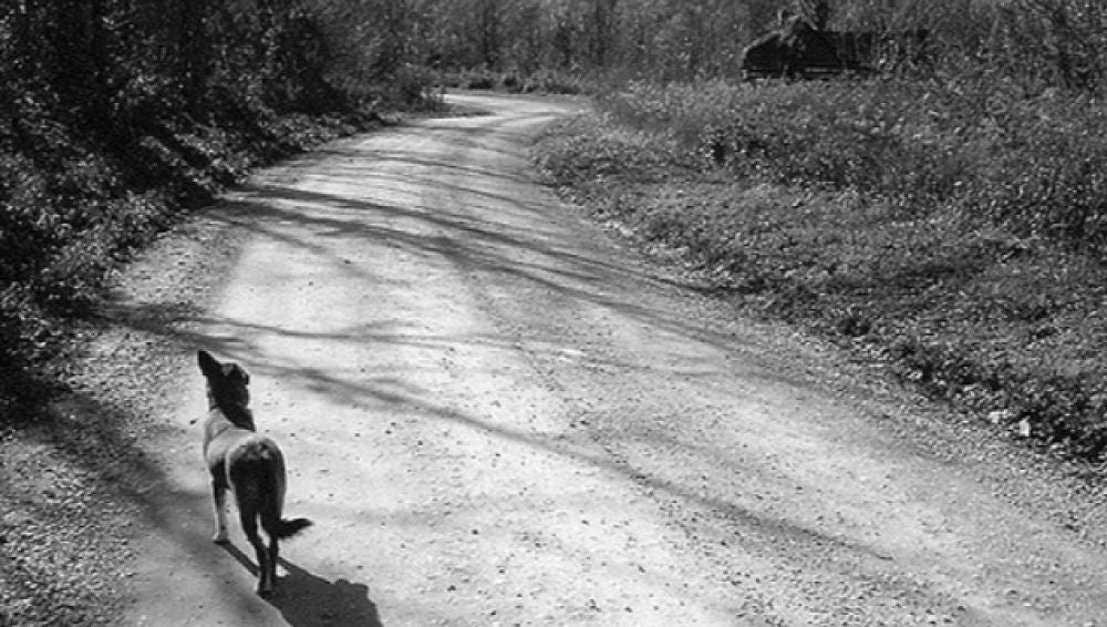 Imagen de archivo de un perro abandonado en una carretera