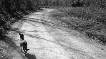 Imagen de archivo de un perro abandonado en una carretera