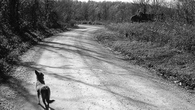 Imagen de archivo de un perro abandonado en una carretera